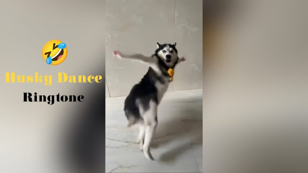 Husky Dance Ringtone